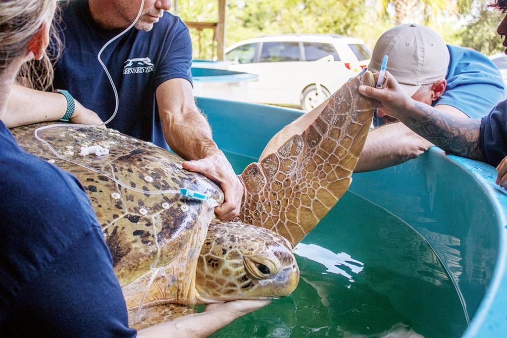 Sea Turtle Farm