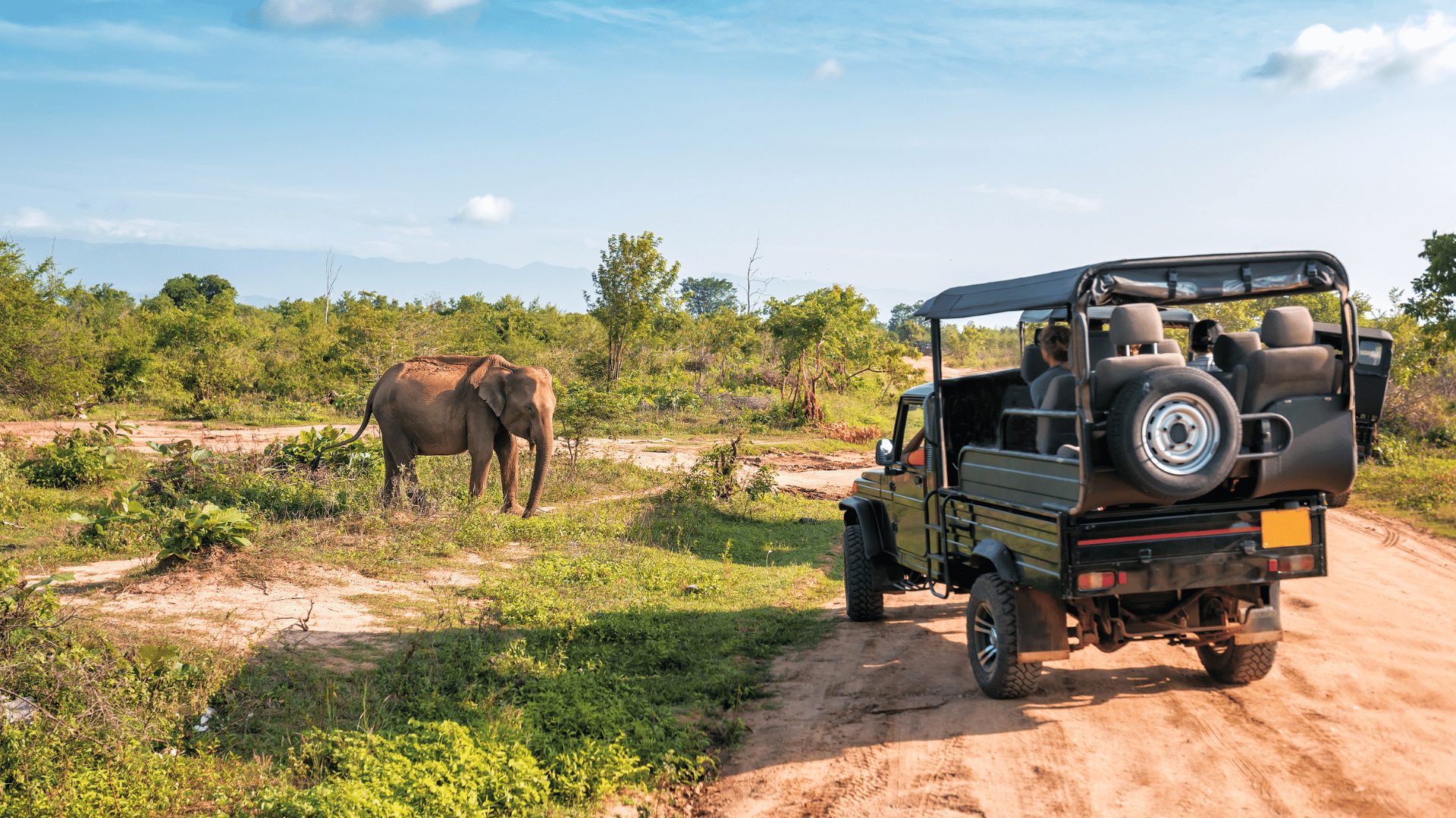 Elephants at Udawalawe