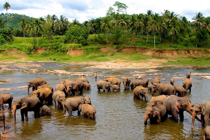 Pinnawala Elephant Orphanage