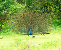 Kumana National Park