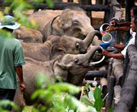 Pinnawala Elephant Orphanage