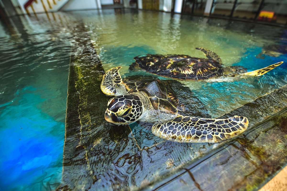 Sea Turtle Farm