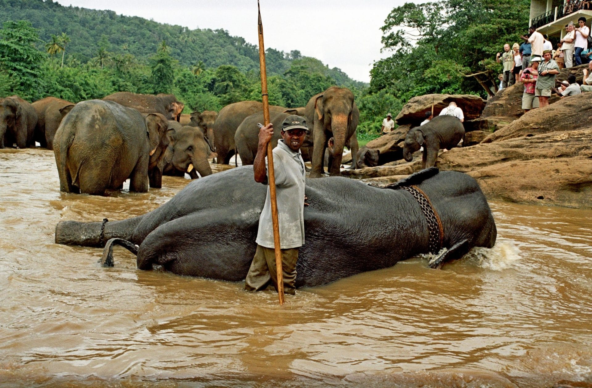 Pinnawala Elephant Orphanage