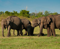 Udawalawa National Park