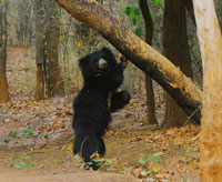 Wilpattu National Park