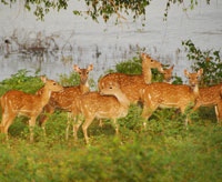 Yala National Park