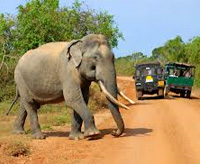 Yala National Park